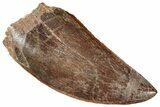 Serrated, Carcharodontosaurus Tooth - Real Dinosaur Tooth #322043-1